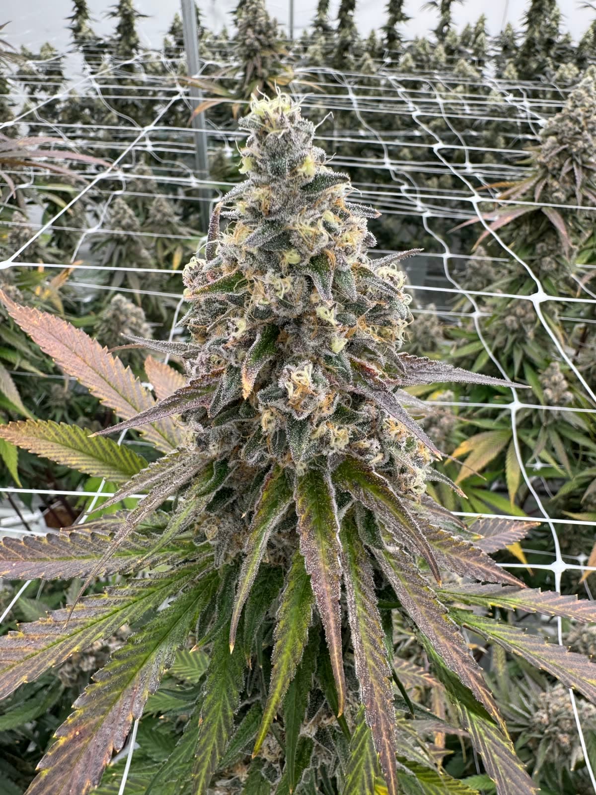 Superboof plant in the Kalikori garden